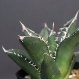 アガベ 海王 EC828