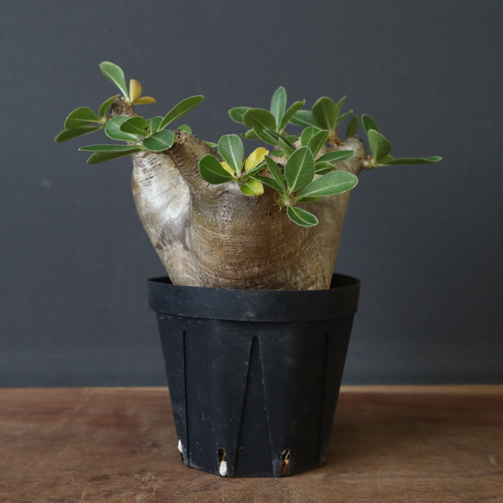 GP パキポディウム マカイエンセ タイ実生株② パキポディウム マカイエンセ 実生 №2 | mana's farm:塊根植物