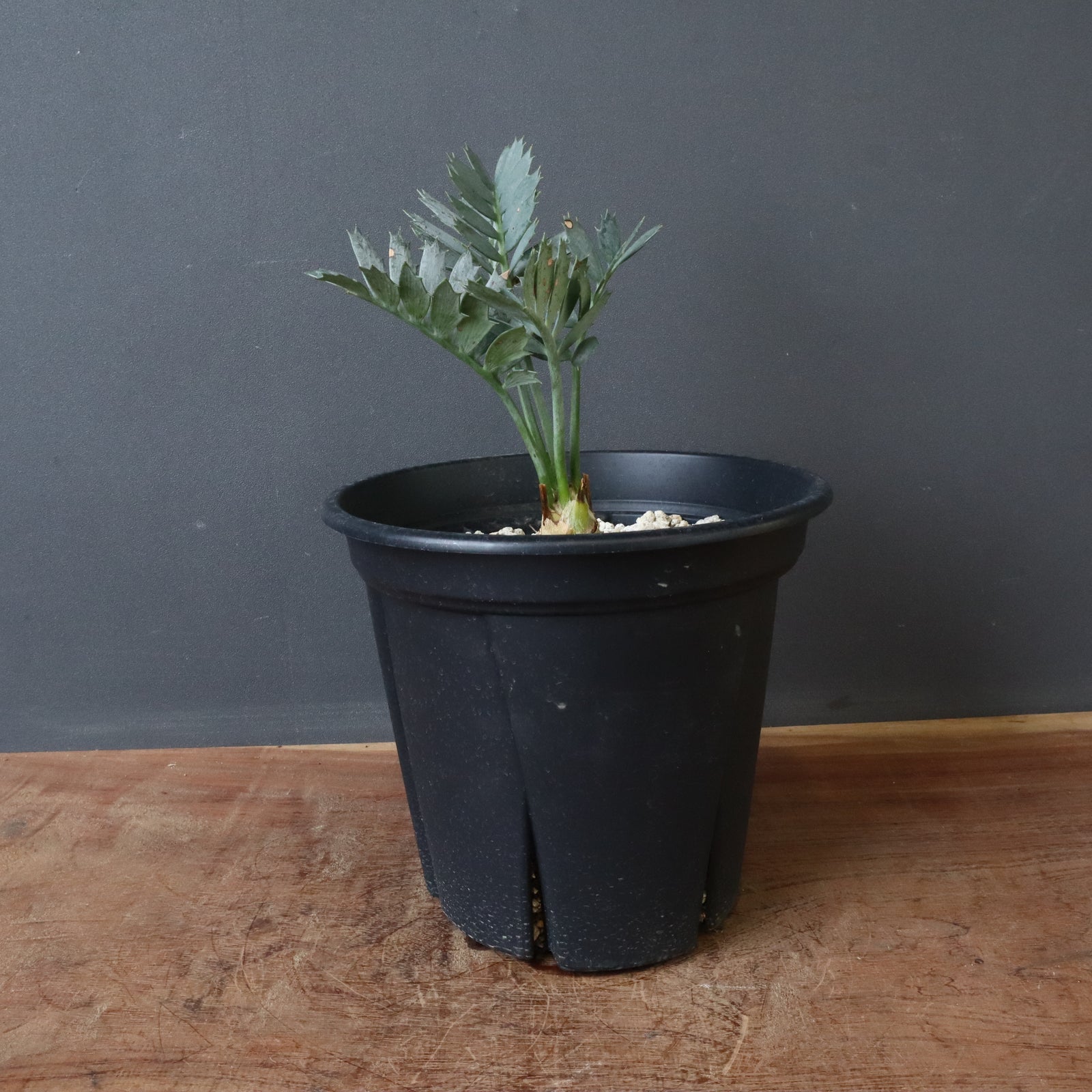 エンセファラルトス ホリダス 超希少ソテツ】エンセファラルトス・ホリダスの魅力に迫る