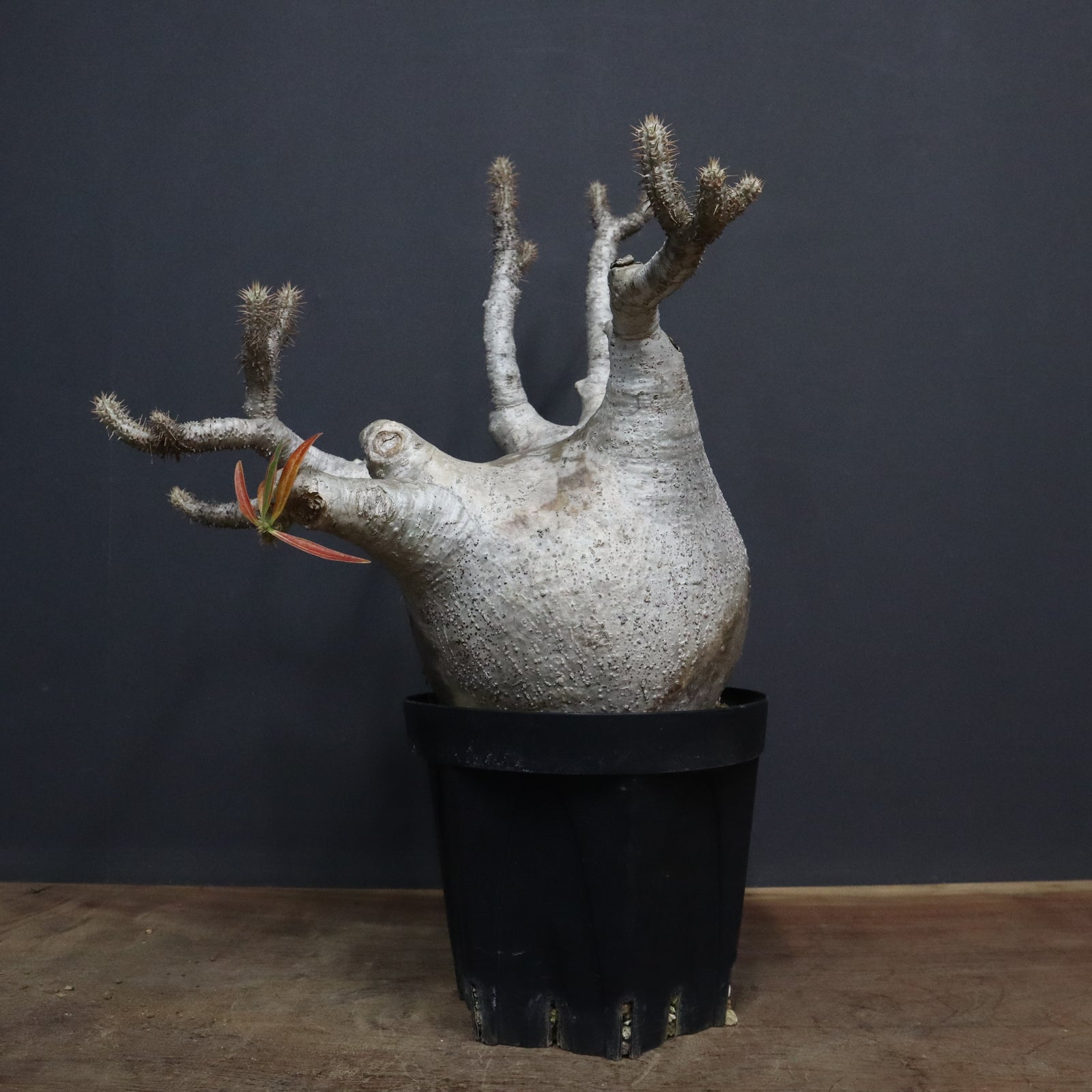 グラキリス ワ2342 「現地株」パキポディウム グラキリス L 抜き苗【6/16最新到着