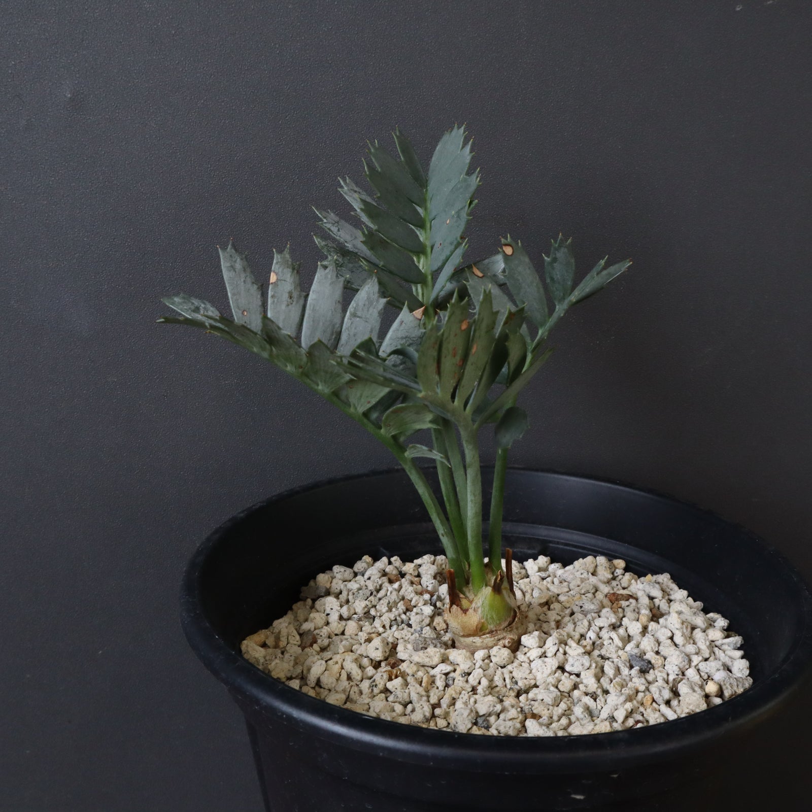 エンセファラルトス ホリダス 超希少ソテツ】エンセファラルトス・ホリダスの魅力に迫る