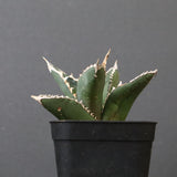 アガベ 狼人 EC738