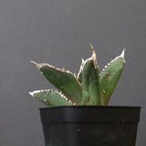 アガベ 狼人 EC738