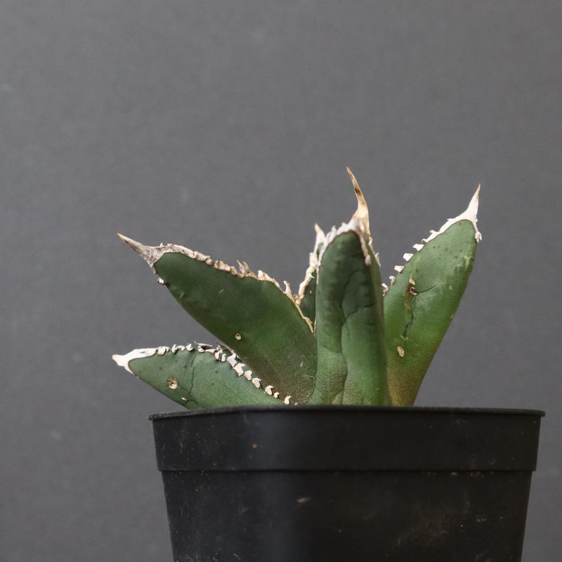 アガベ 狼人 EC738