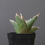 アガベ 狼人 EC738