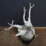 P.グラキリス 682