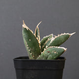 アガベ 狼人 EC738