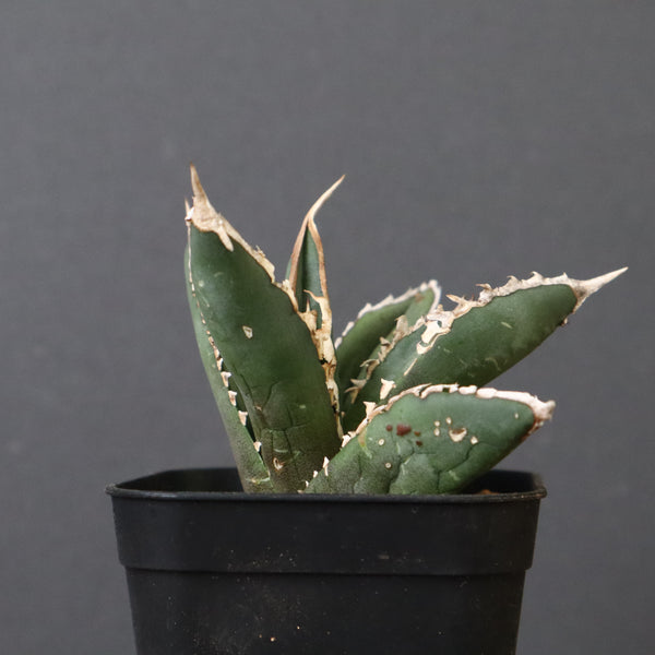 アガベ 狼人 EC738