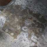 P.グラキリス 682