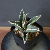 アガベ 狼人 EC738