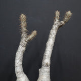 P.グラキリス 682