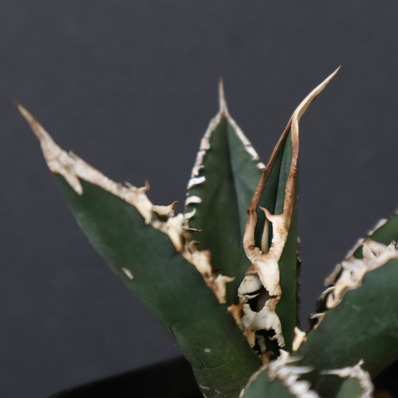 アガベ 狼人 EC738