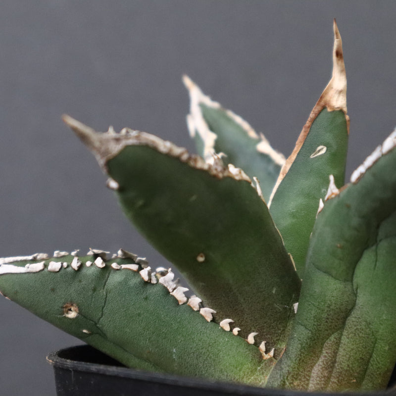 アガベ 狼人 EC738