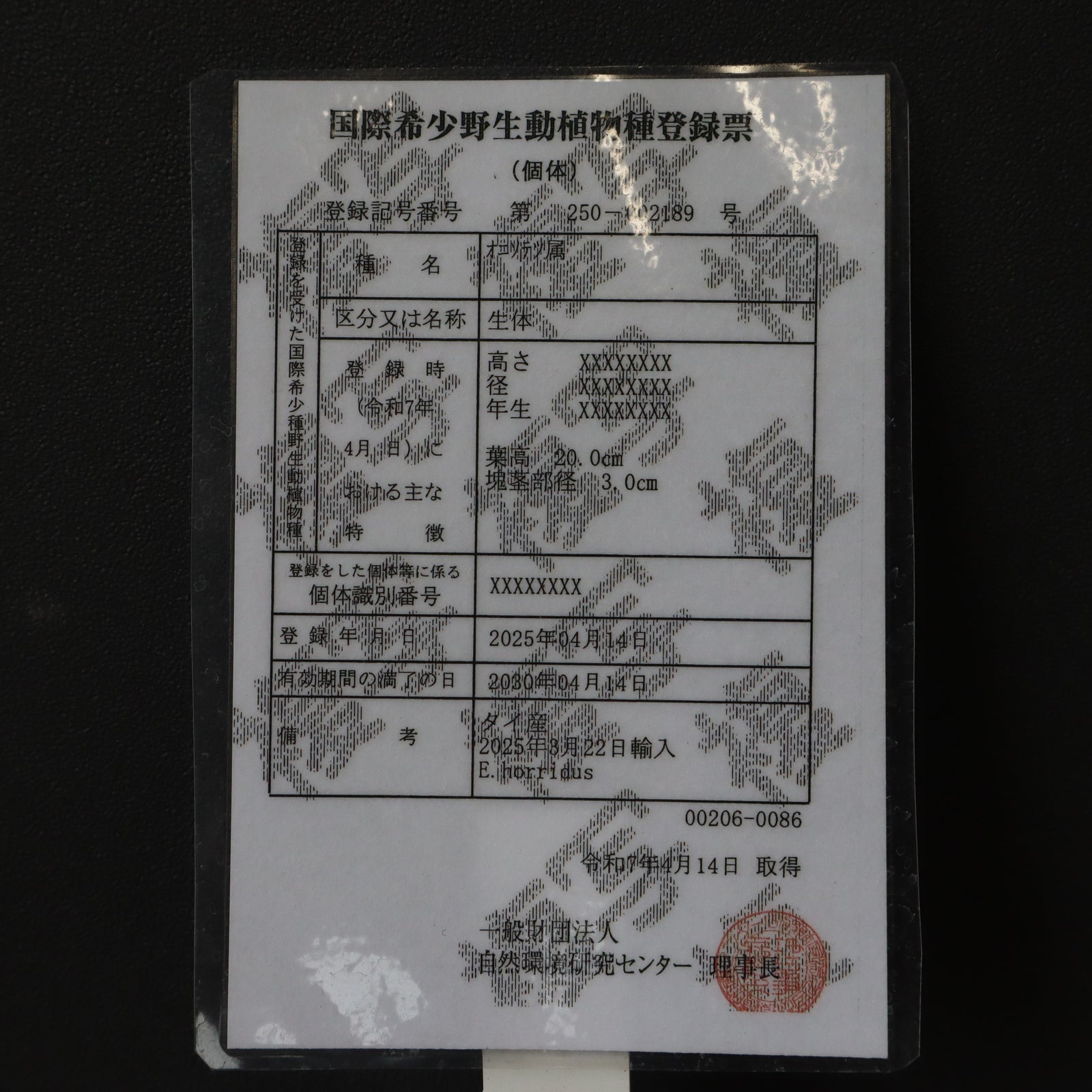 エンセファラルトス ホリダス 葉性良個体 国内長期管理 登録票付 エンセファラルトス ホリダス 葉性良個体 国内長期管理 登録票付