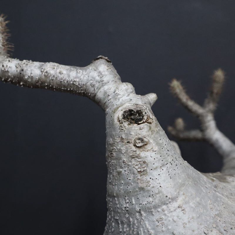 P.グラキリス 682 – TaiShoDo ONLINE SHOP