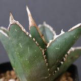 アガベ 狼人 EC738