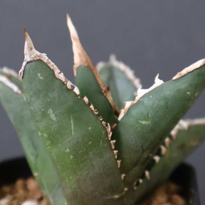 アガベ 狼人 EC738