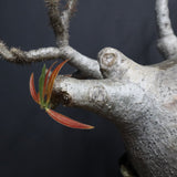 P.グラキリス 682