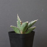 アガベ 狼人 EC736