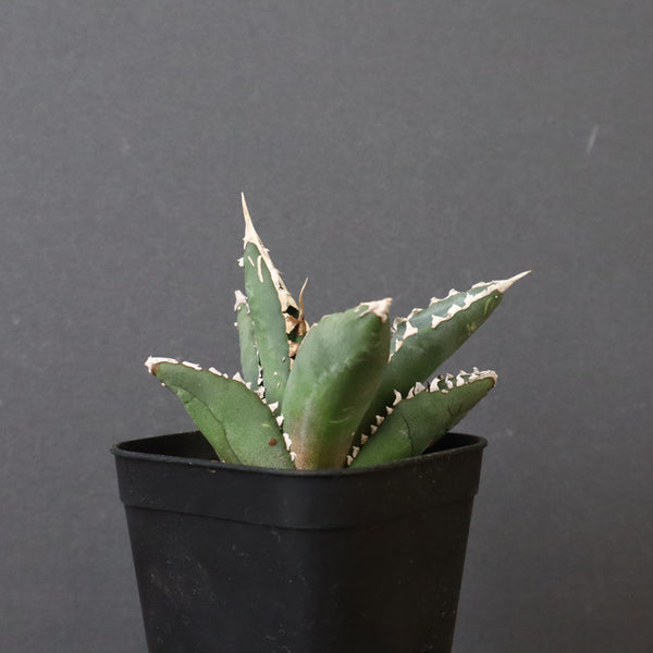 アガベ 狼人 EC736