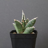 アガベ 狼人 EC736