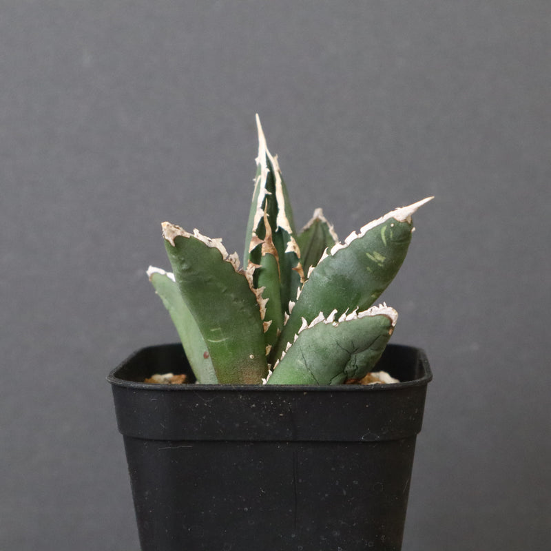 アガベ 狼人 EC736