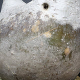 P.グラキリス 682