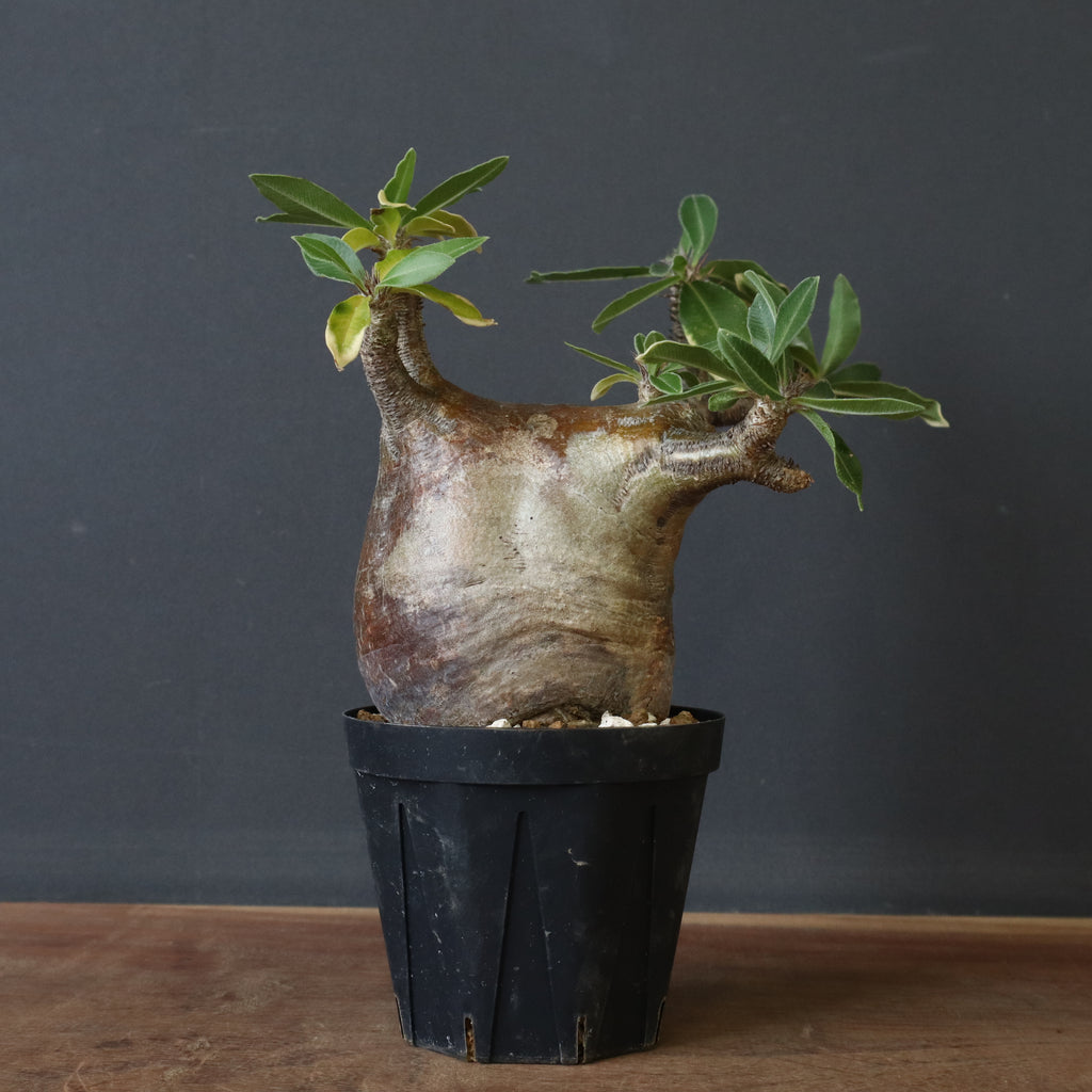 パキポディウム マカイエンセ良形3分岐 P.マカイエンセ B3 – TaiShoDo ONLINE SHOP