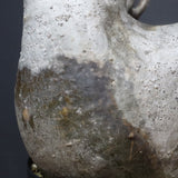 P.グラキリス 682