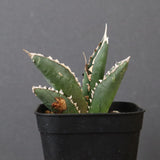 アガベ 狼人 EC736