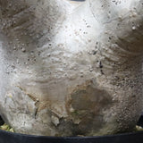 P.グラキリス 682