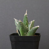 アガベ 狼人 EC736