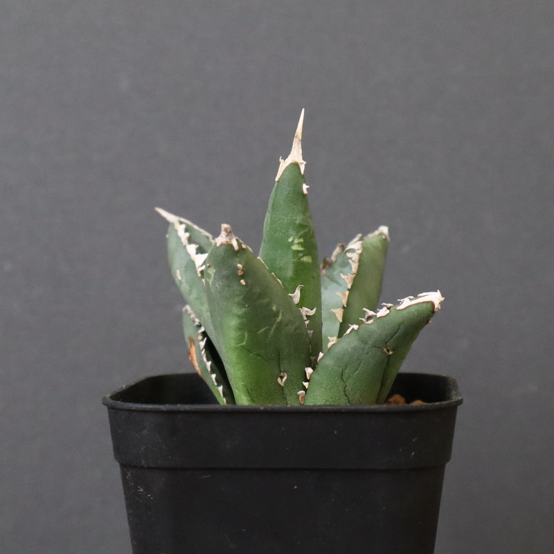 アガベ 狼人 EC736