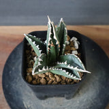 アガベ 狼人 EC736