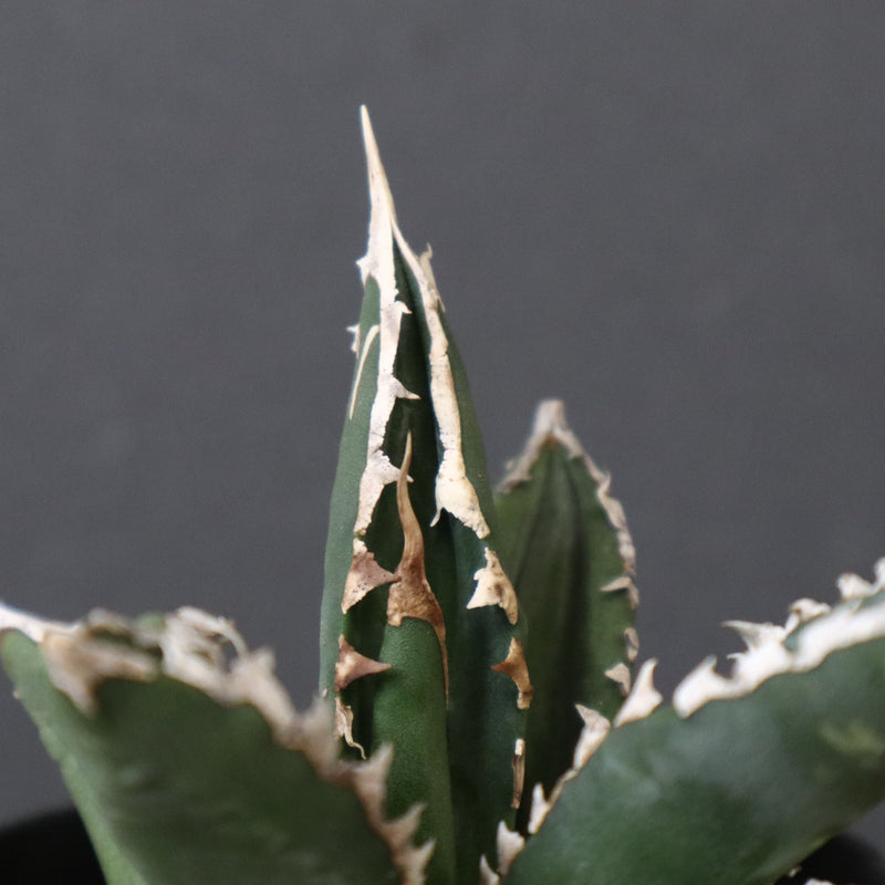 アガベ 狼人 EC736