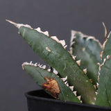 アガベ 狼人 EC736