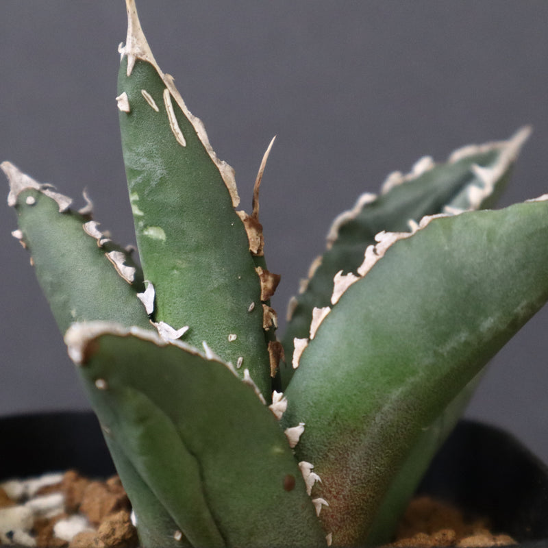 アガベ 狼人 EC736