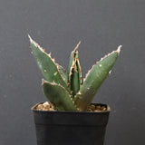 アガベ 狼人 EC737