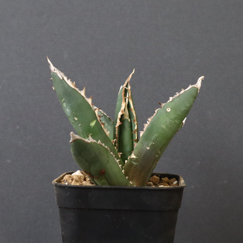 アガベ 狼人 EC737