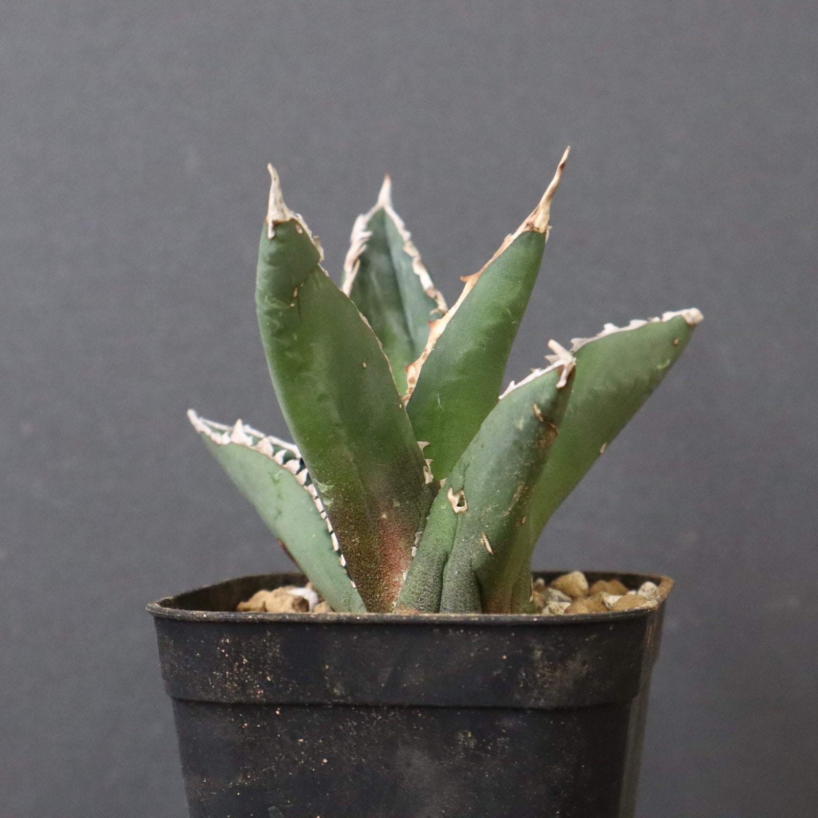 アガベ 狼人 EC737 – TaiShoDo ONLINE SHOP