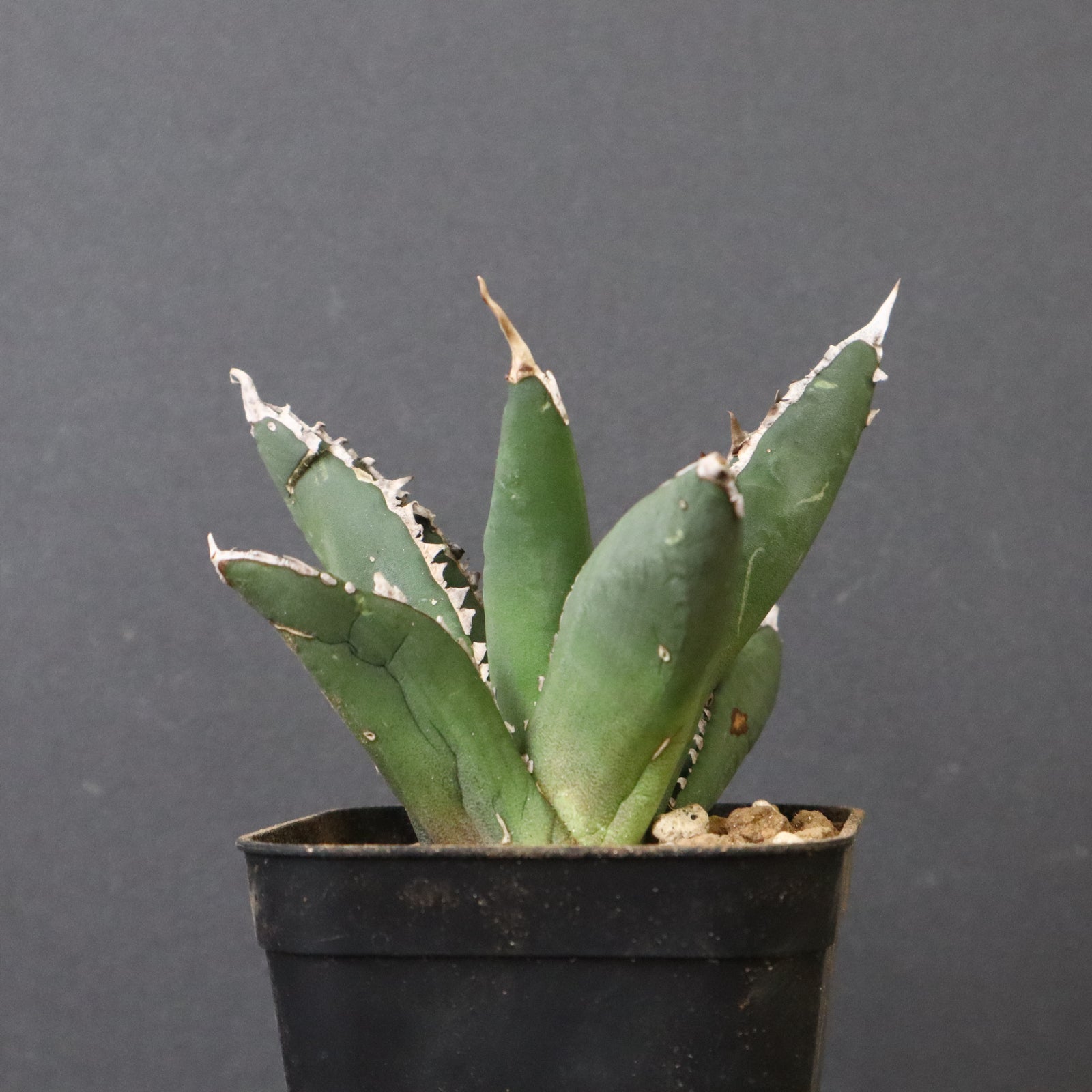 あべべ コットン100％】大人のロゴロンT(カットソー・Tシャツ) | a.v.v(アー