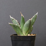 アガベ 狼人 EC737