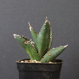 アガベ 狼人 EC737