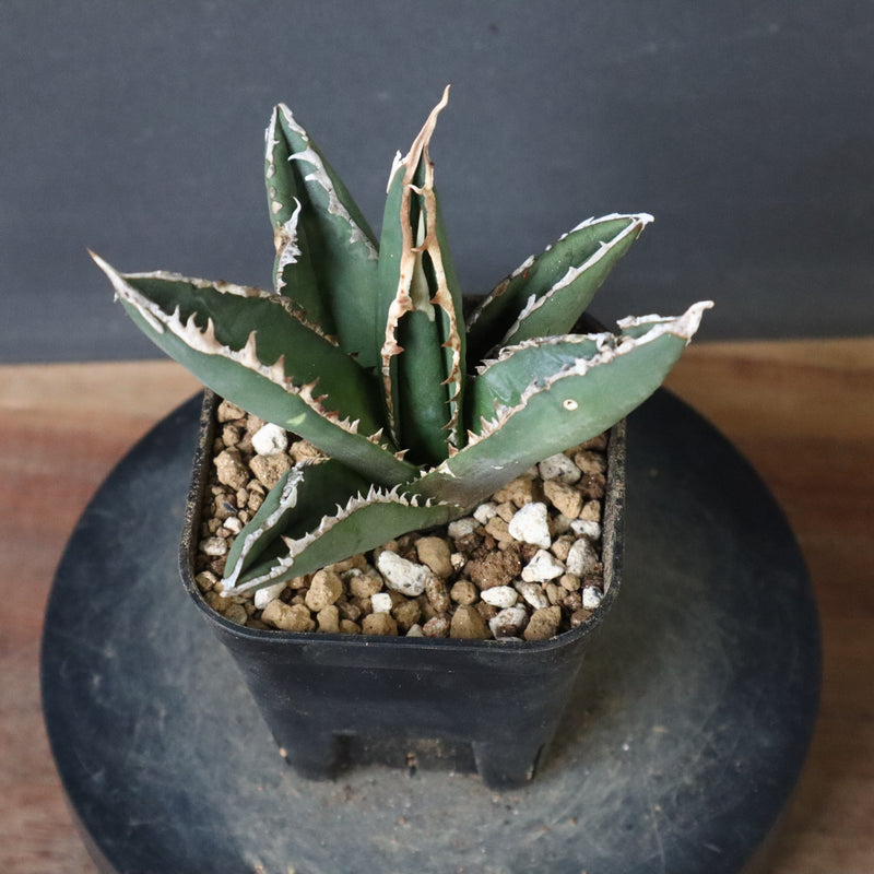 アガベ 狼人 EC737