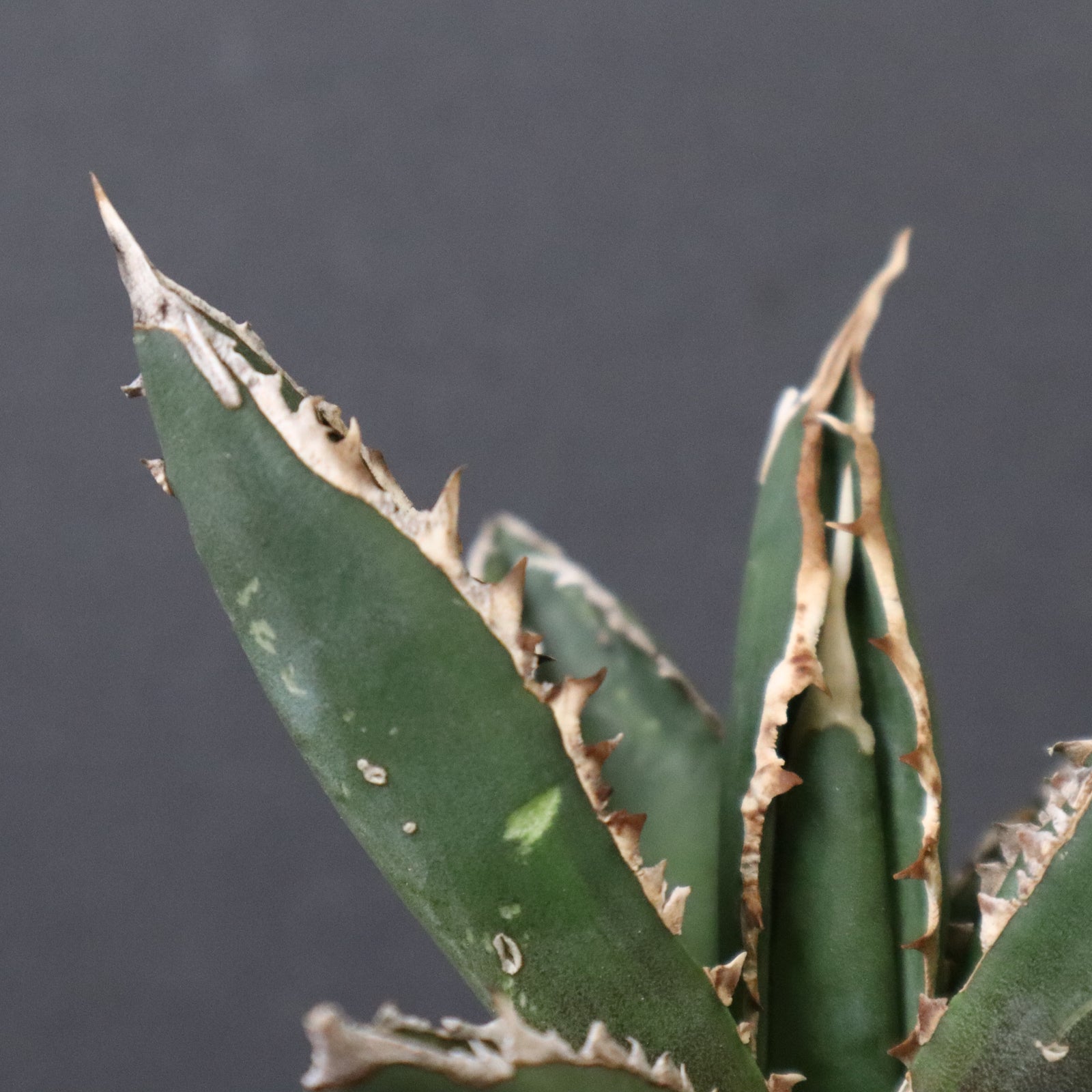 アガベ 狼人 EC737 – TaiShoDo ONLINE SHOP