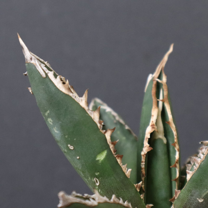 アガベ 狼人 EC737