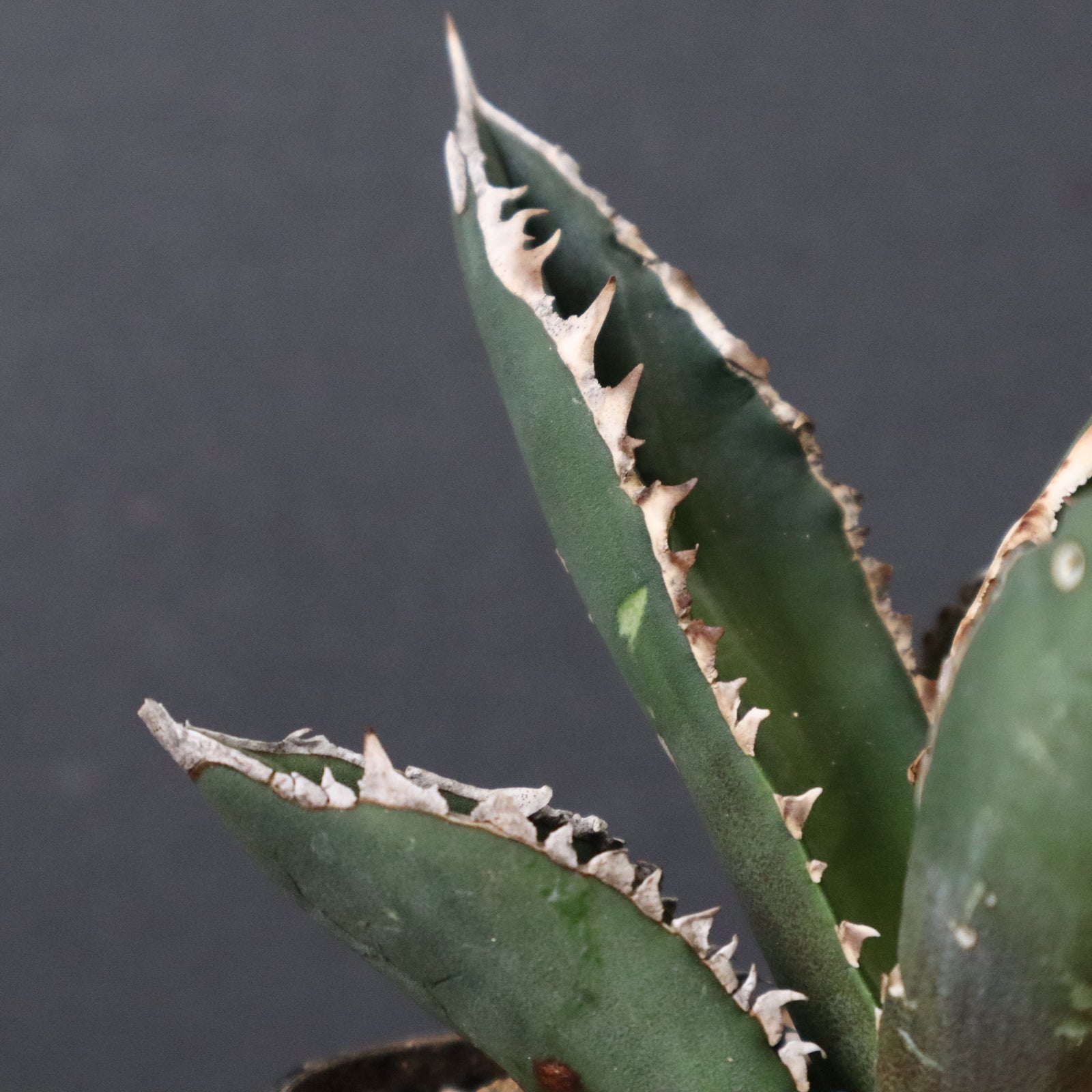 アガベ 狼人 EC737 – TaiShoDo ONLINE SHOP