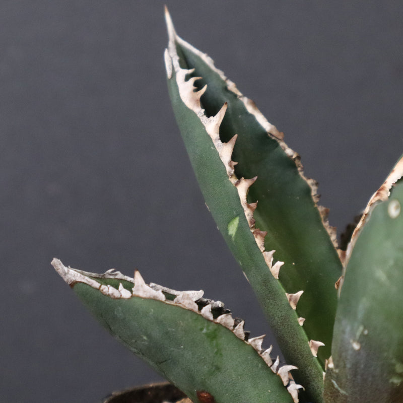 アガベ 狼人 EC737