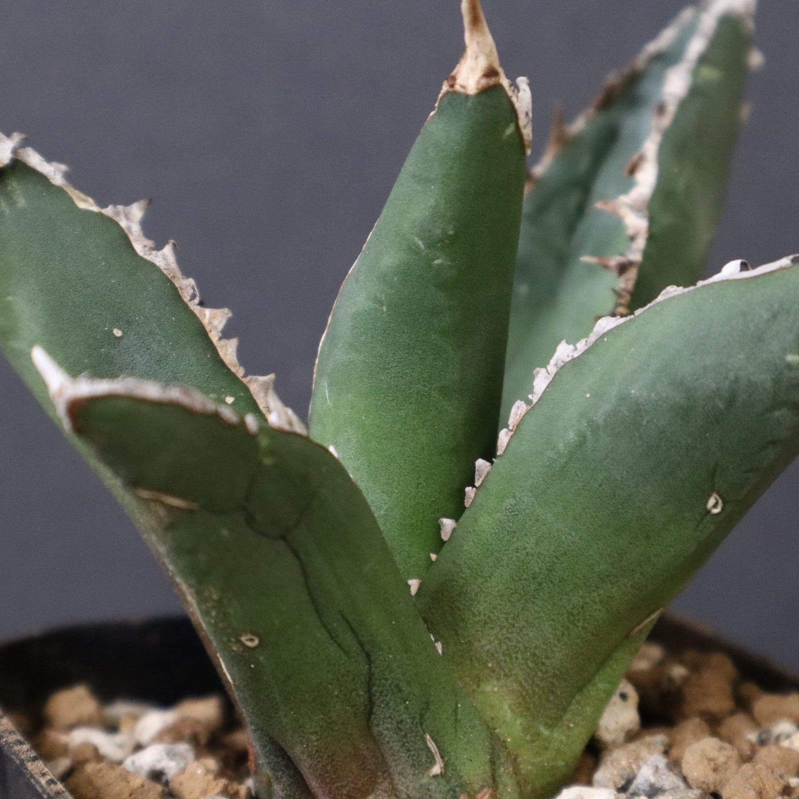 アガベ 狼人 EC737 – TaiShoDo ONLINE SHOP