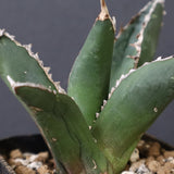 アガベ 狼人 EC737